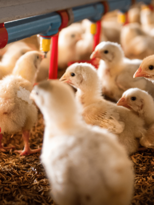 Duck Feed