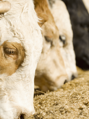 Cattle Feed